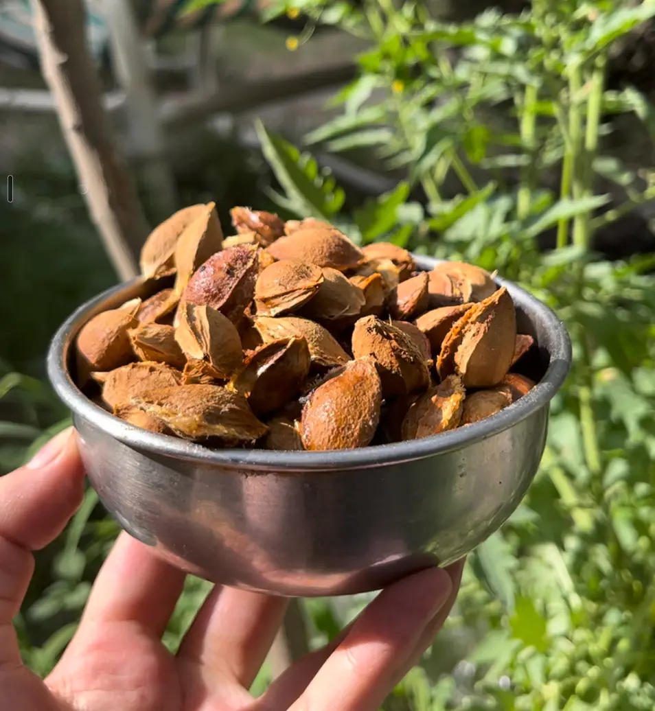 Apricot Kernels