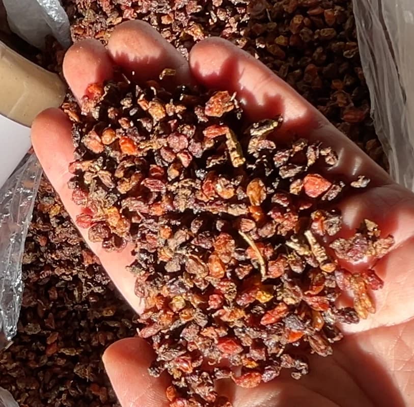 Sea Buckthorn